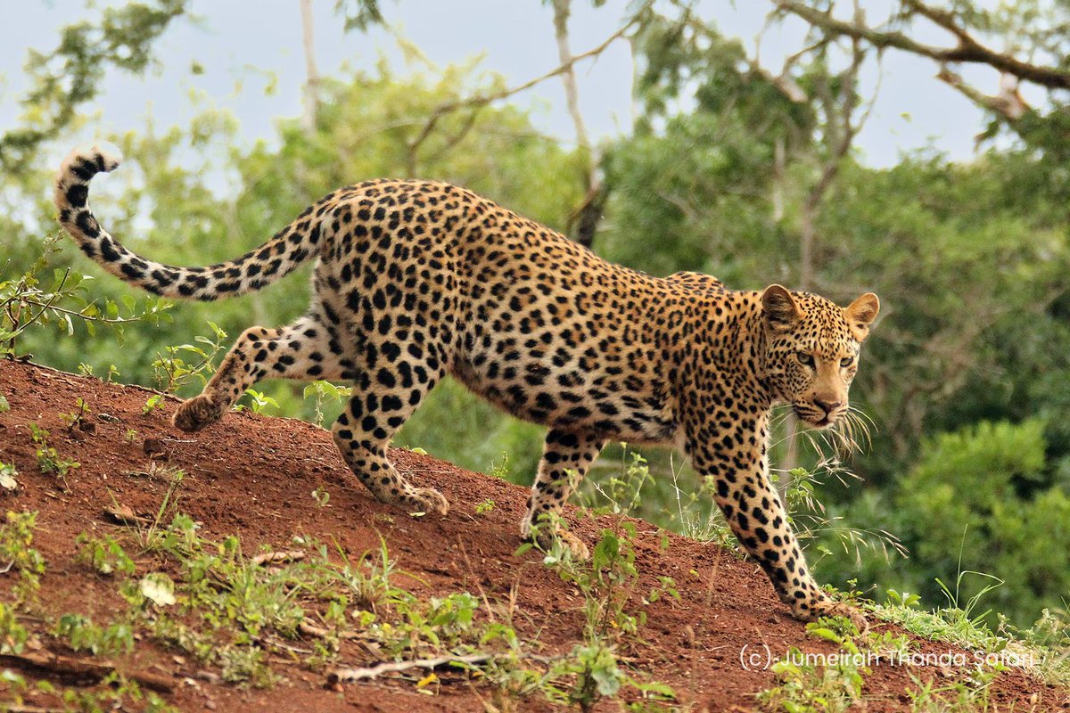 SixStarHotels's tweet image. Experience the luxury of Jumeirah Thanda Safari, where opulence meets the wild. Nestled in the heart of nature, this exclusive retreat offers unforgettable wildlife encounters and lavish accommodations. Dive into adventure and relaxation—all in one. #LuxuryTravel #SafariAdventure
