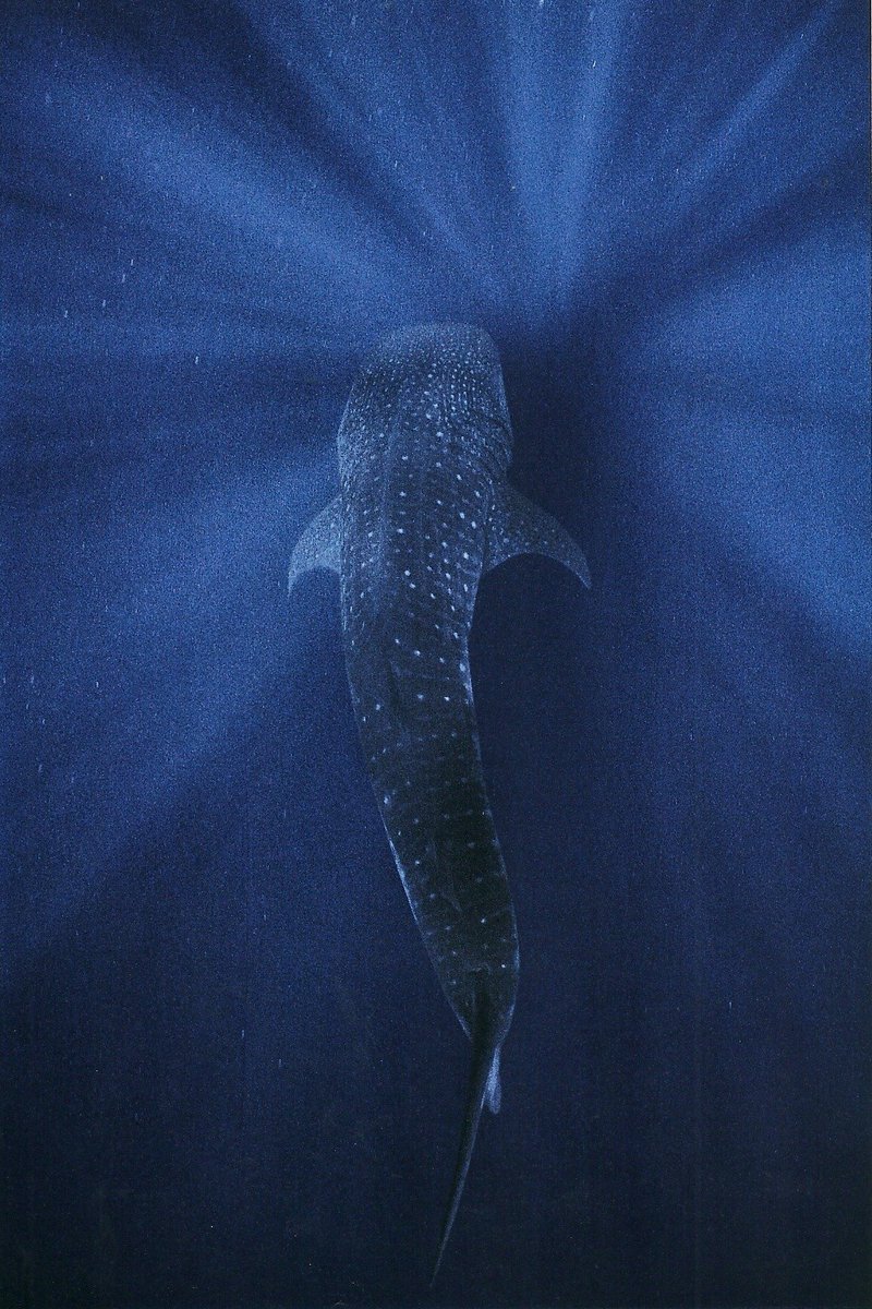 𝐬𝐨𝐯 tweet media