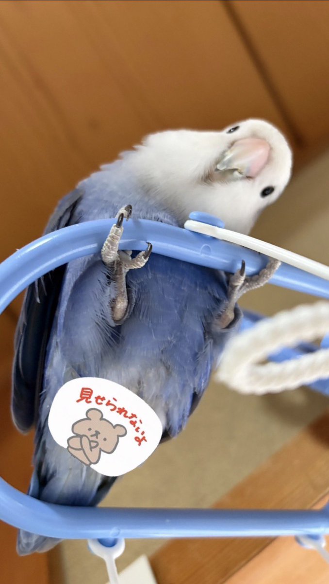shilver2020's tweet photo. シマエナガっぽくしてるインコ

 #コザクラインコ
 #インコ https://t.co/QkNsecgkWW