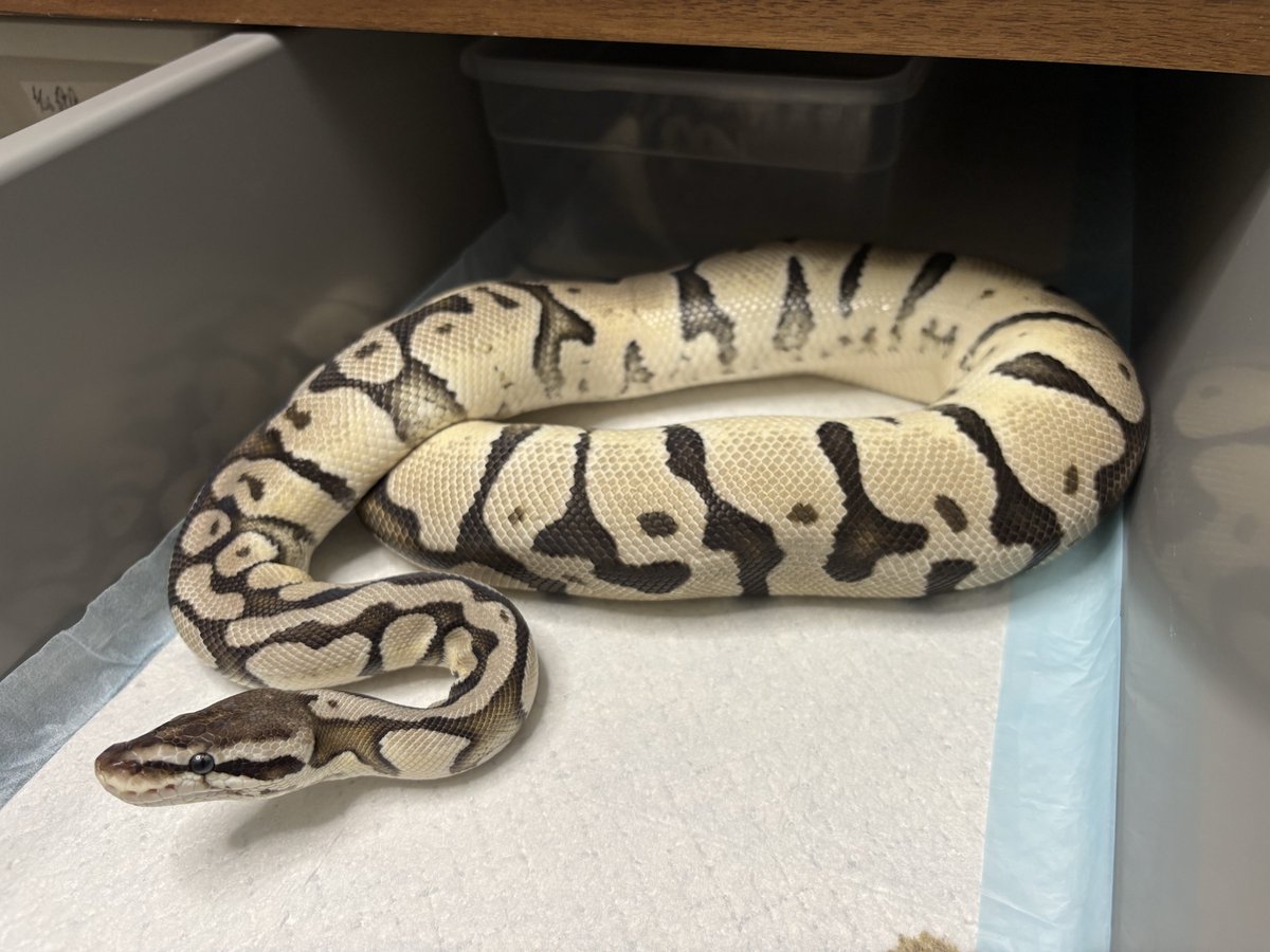 AF_SoRA@ルート tweet media