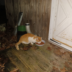 torch327 tweet media