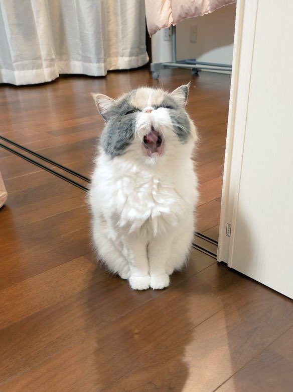 Conservative🇰🇷🇺🇸🇯🇵 tweet media