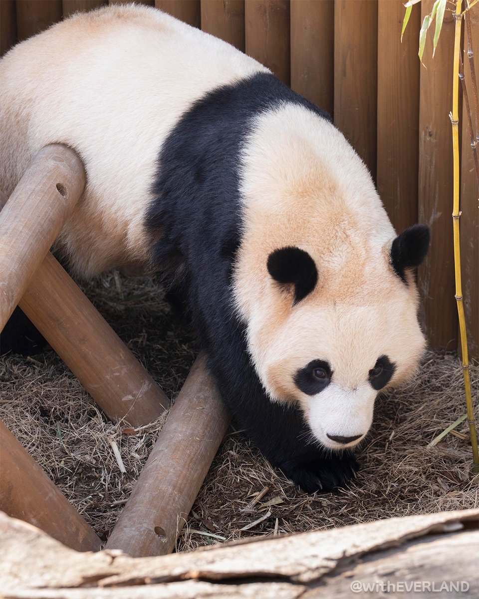 에버랜드 tweet media