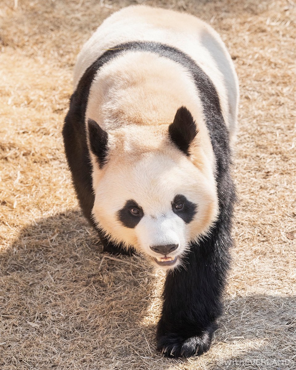 에버랜드 tweet media