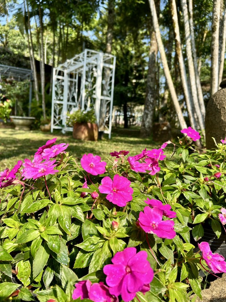 Trangnhung6468's tweet photo. Hoa trong vườn nhà 🌸
#jetaime #dailylife #travel #jetaimevilla #BaoLoc https://t.co/IvnThFBba5