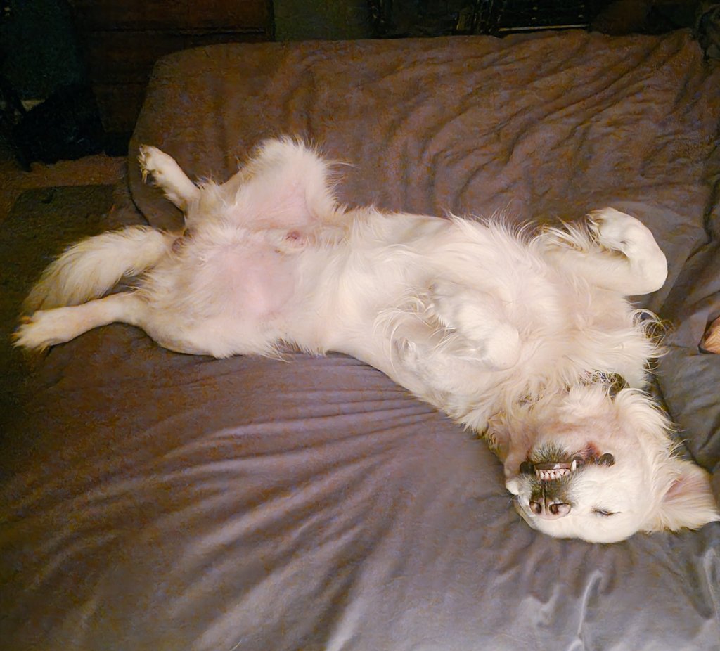 MrPanHandler tweet media