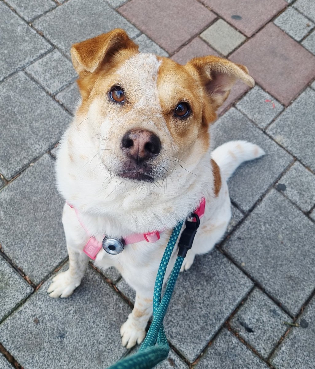 가족찾는마일로🐶 tweet media