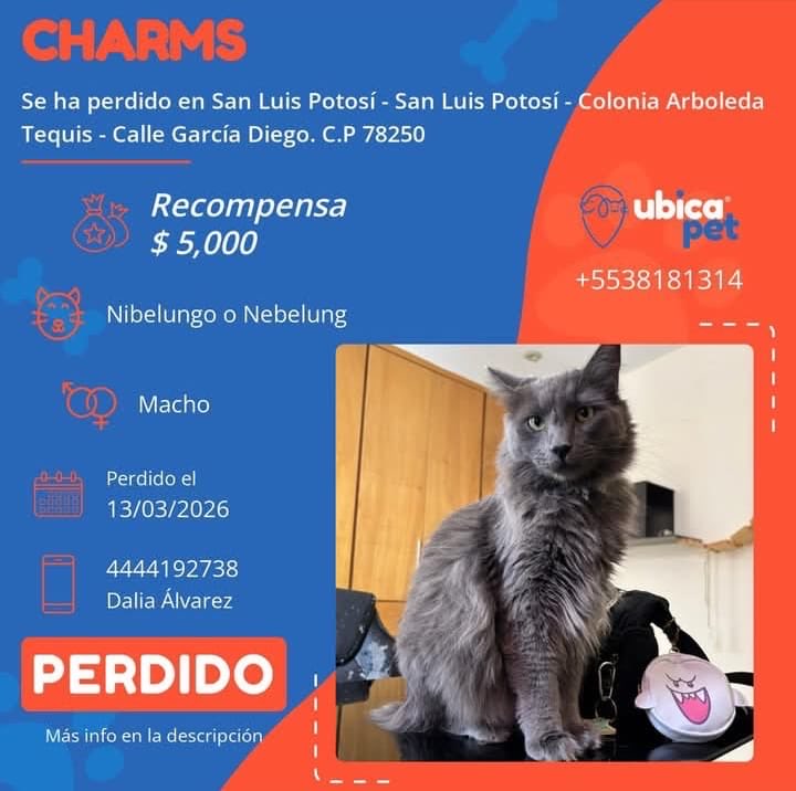 UBICAPET MÉXICO tweet media