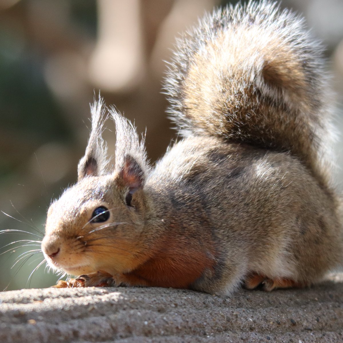 かんなづき@JapaneseSquirrel tweet media