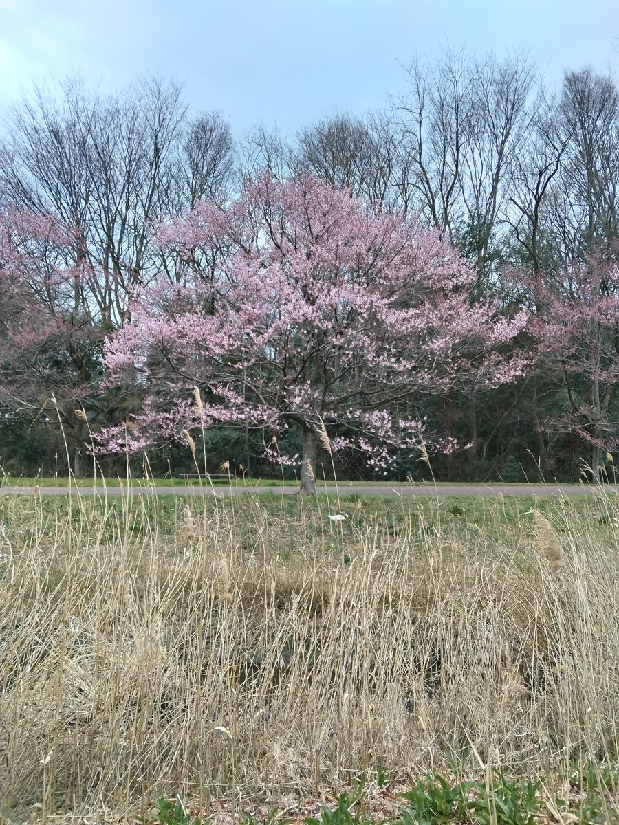 桜が咲き始めました。朝の散歩中のひとこま
