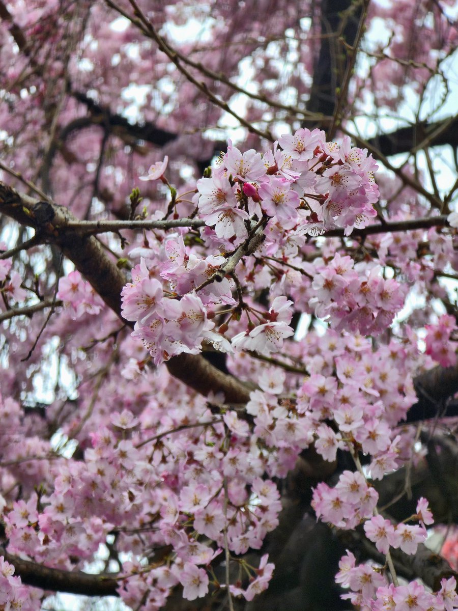 Rakky ii OH!!! tweet media