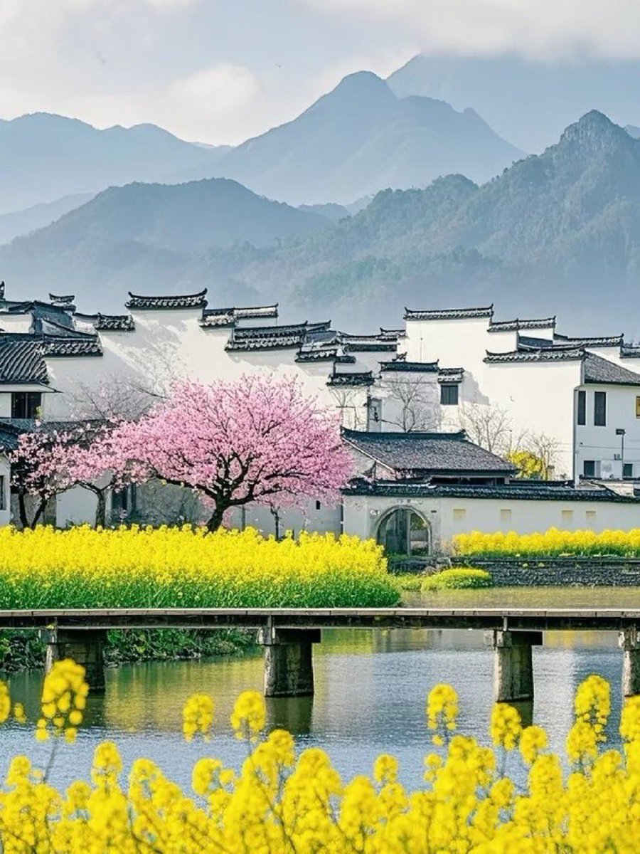 南美那个老叶 tweet media