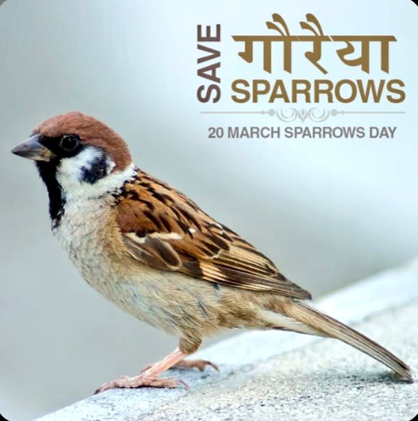 iplabjnd's tweet image. let's join hands to #protect our tiny feathered friend, ensuring our skies remain vibrant with their cheerful chirps. Let's preserve their #Habitats and secure a future where #sparrows continues to thrive.
#WorldSparrowday 🐦
 @InfoGujcost @dstGujarat @narottamsahoo @CMOGuj