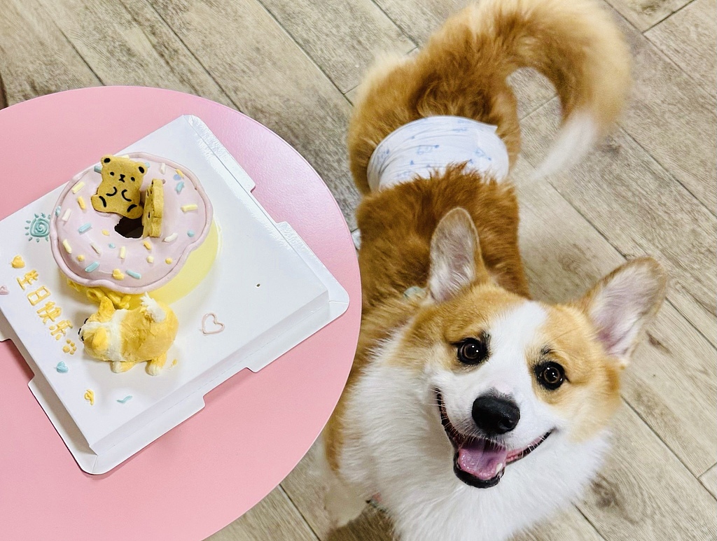 cgtnenespanol's tweet image. En un restaurante de Changzhou, varios animales no solo degustaron platillos de alta gama, sino que también vivieron una verdadera fiesta de cumpleaños, con pasteles personalizados y el cariño de sus familias y amigos.#wh #CulturaChina #mascotas