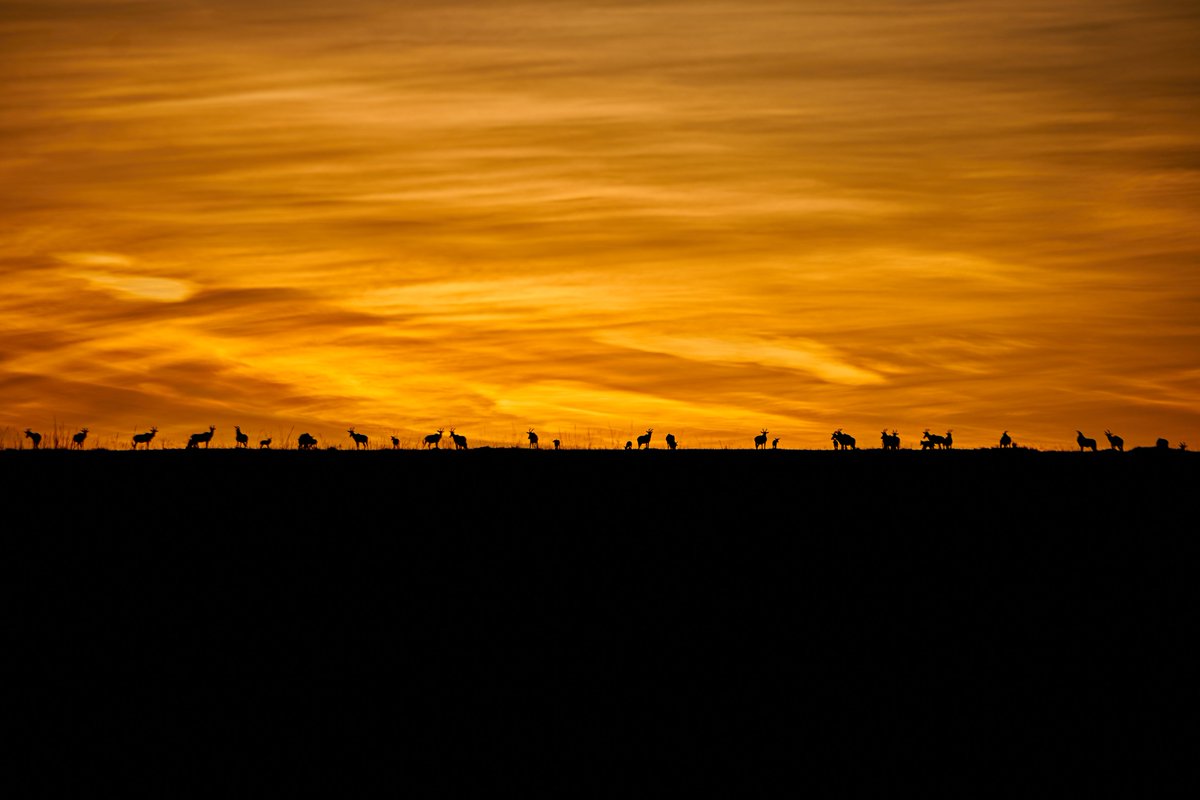 bownaankamal's tweet image. A new day rises over the Mara—life already on the move beneath a sky set on fire.
Where the first light touches, the wild awakens.

Photo by @BlackRockLionX aka @BownaanKamal
.
.
🌅 Masai Mara | Kenya
.
.
#MasaiMara #AfricanSunrise #WildAfrica #NatureAtDawn #WildlifePhotography