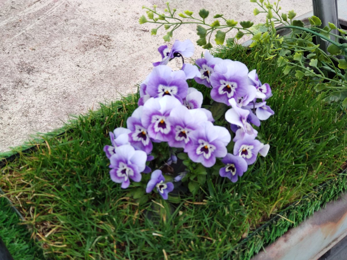 真心商会(鹿) tweet media