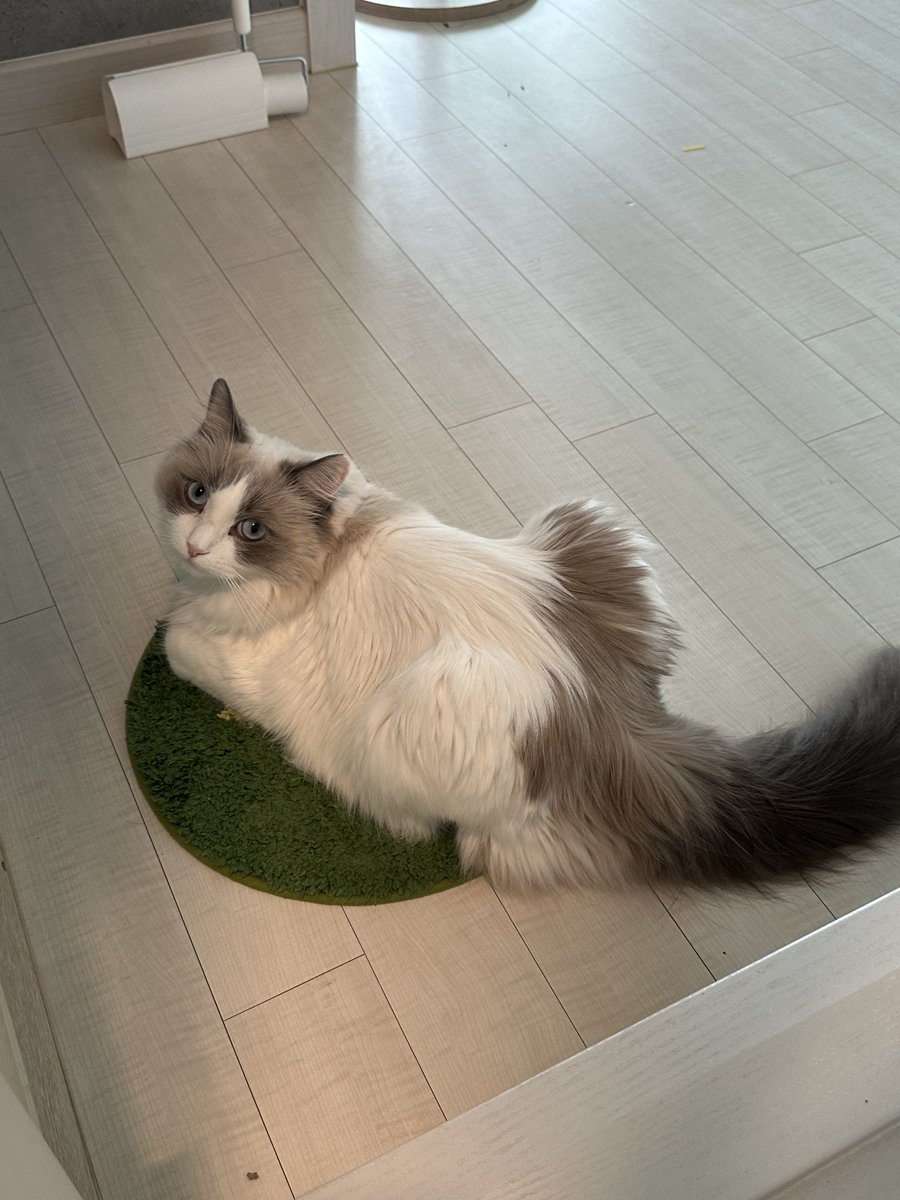 랙돌두부 tweet media