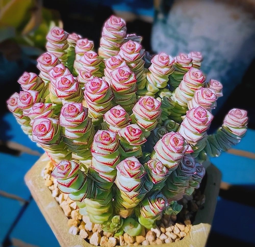 მ ო ყ Γ υ l l tweet media