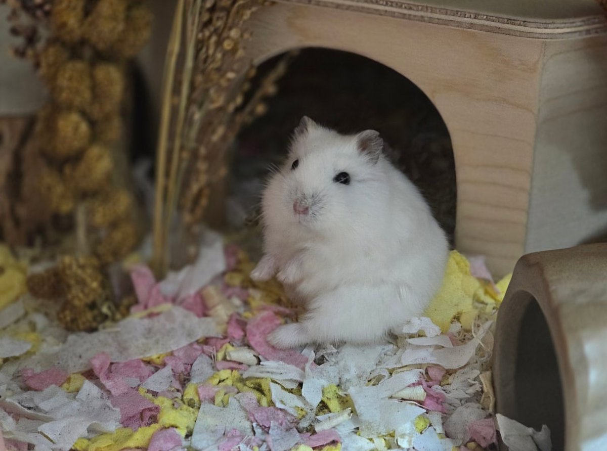 잎하(세모쥐) tweet media