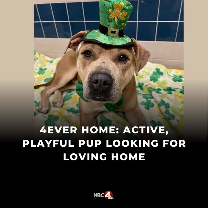 NBC4 Columbus tweet media