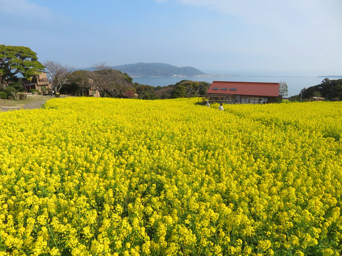 W2Yh7w9NLzeE2qs's tweet photo. のこのしまアイランドパークです。 
園内に咲く菜の花が満開になりました！🌼
【本日の画像】 
是非、遊びに来て下さ～い❤️
お待ちしております！
#能古島 #菜の花 #福岡観光 https://t.co/9gALrpHBhe