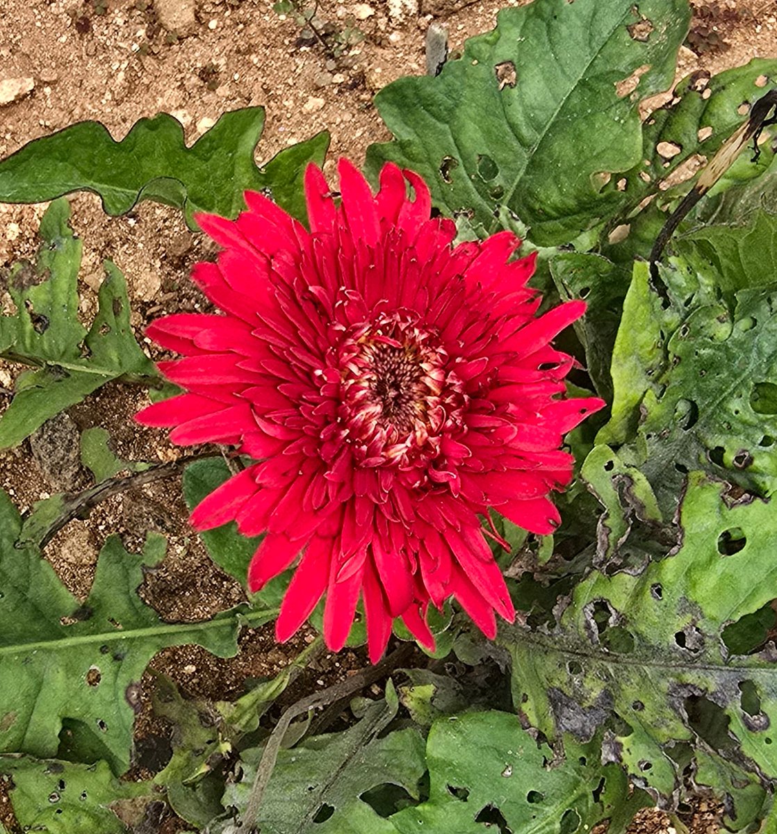 പച്ചമരം©താമി ❤️🐤©️ tweet media