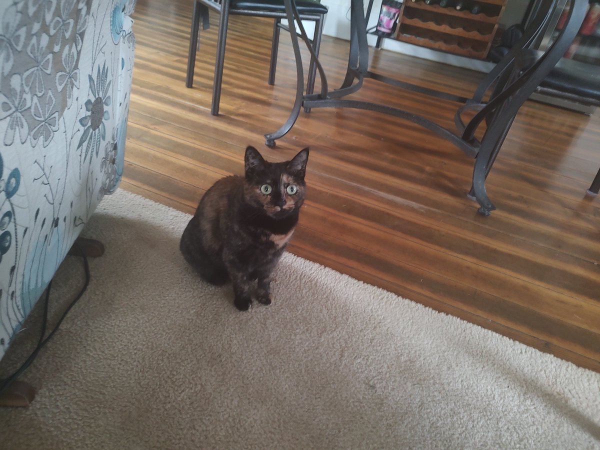 Viral Architect 🎵⚡ tweet media