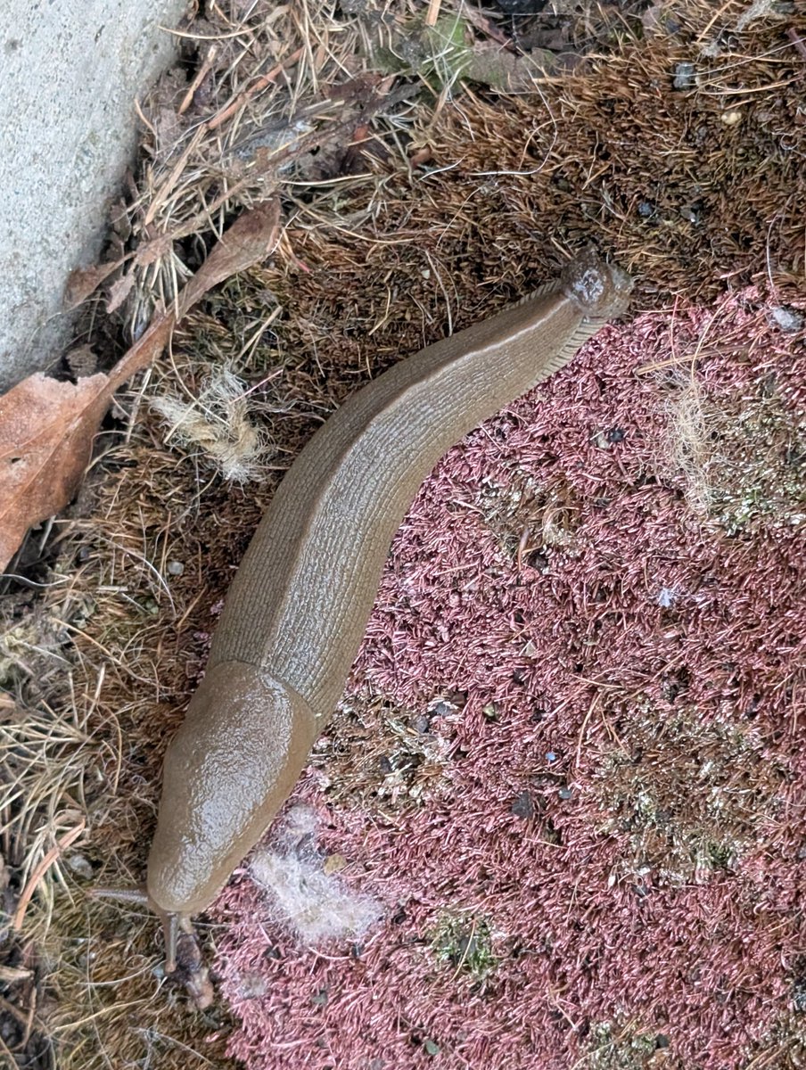 $ethWe$tern tweet media