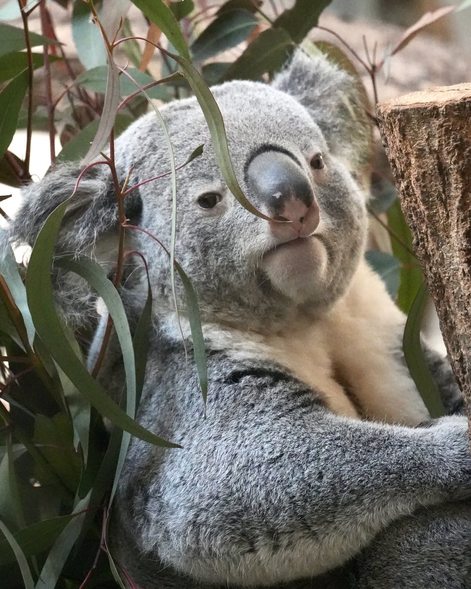 wony_koalove's tweet image. きんときキラキラきんようびー🐨✨

2026.02.15

#コアラ #koala #多摩動物公園 #きんとき