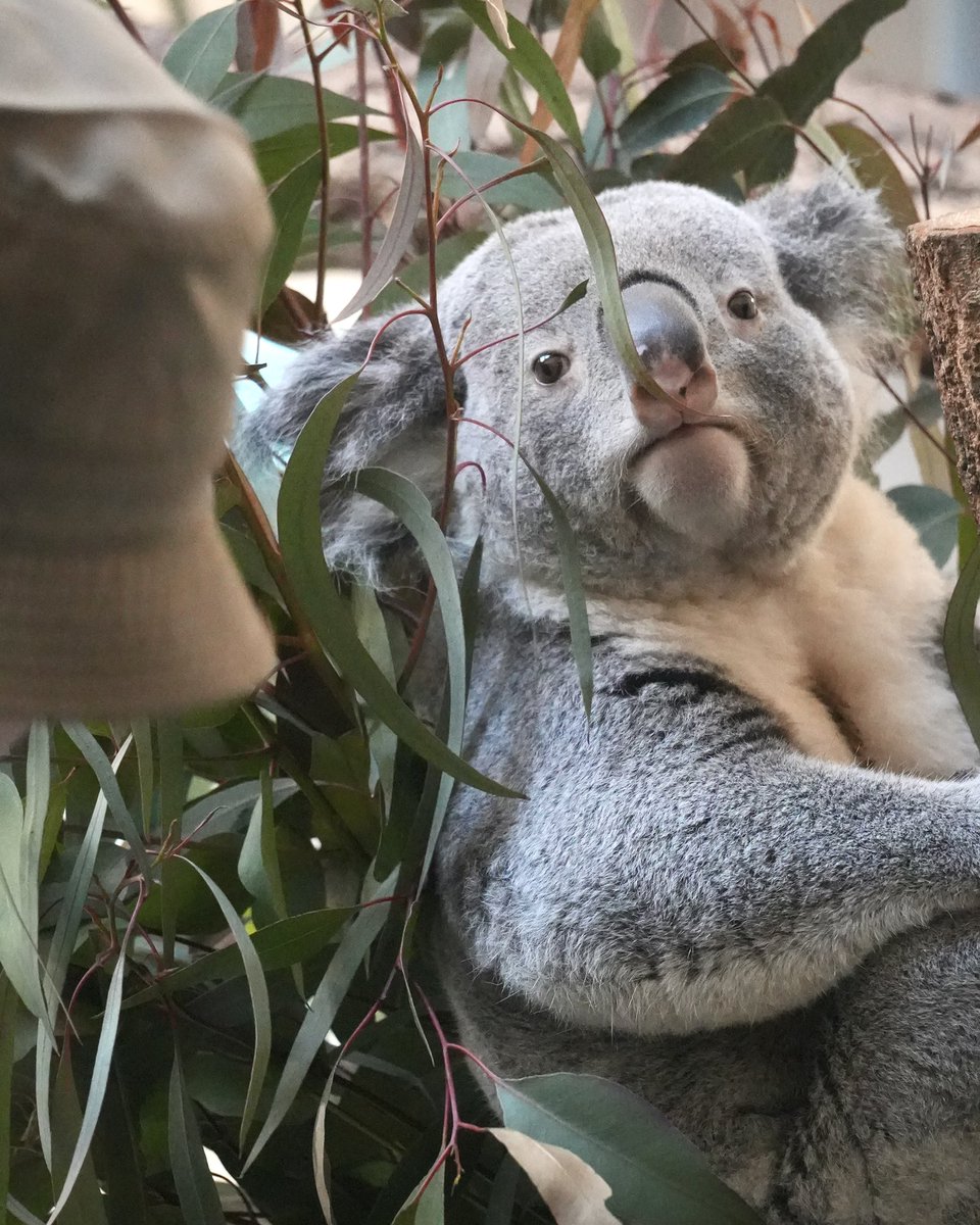 wony_koalove's tweet image. きんときキラキラきんようびー🐨✨

2026.02.15

#コアラ #koala #多摩動物公園 #きんとき