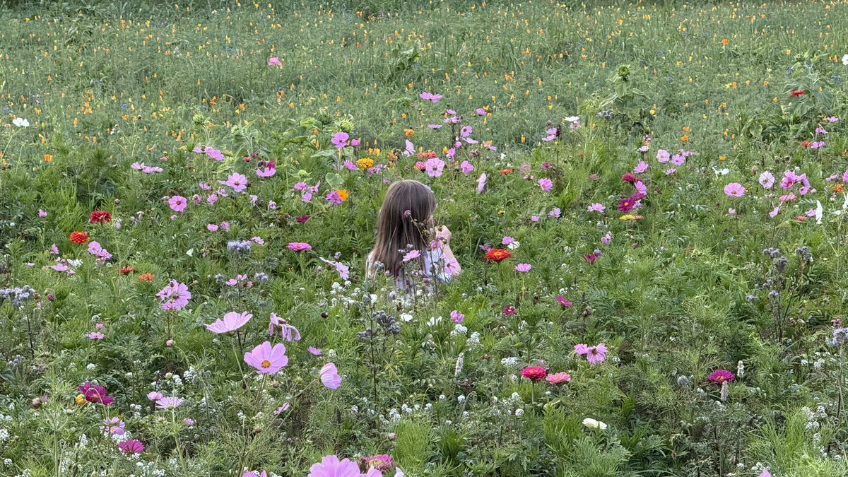 Old Hollow Tree tweet media