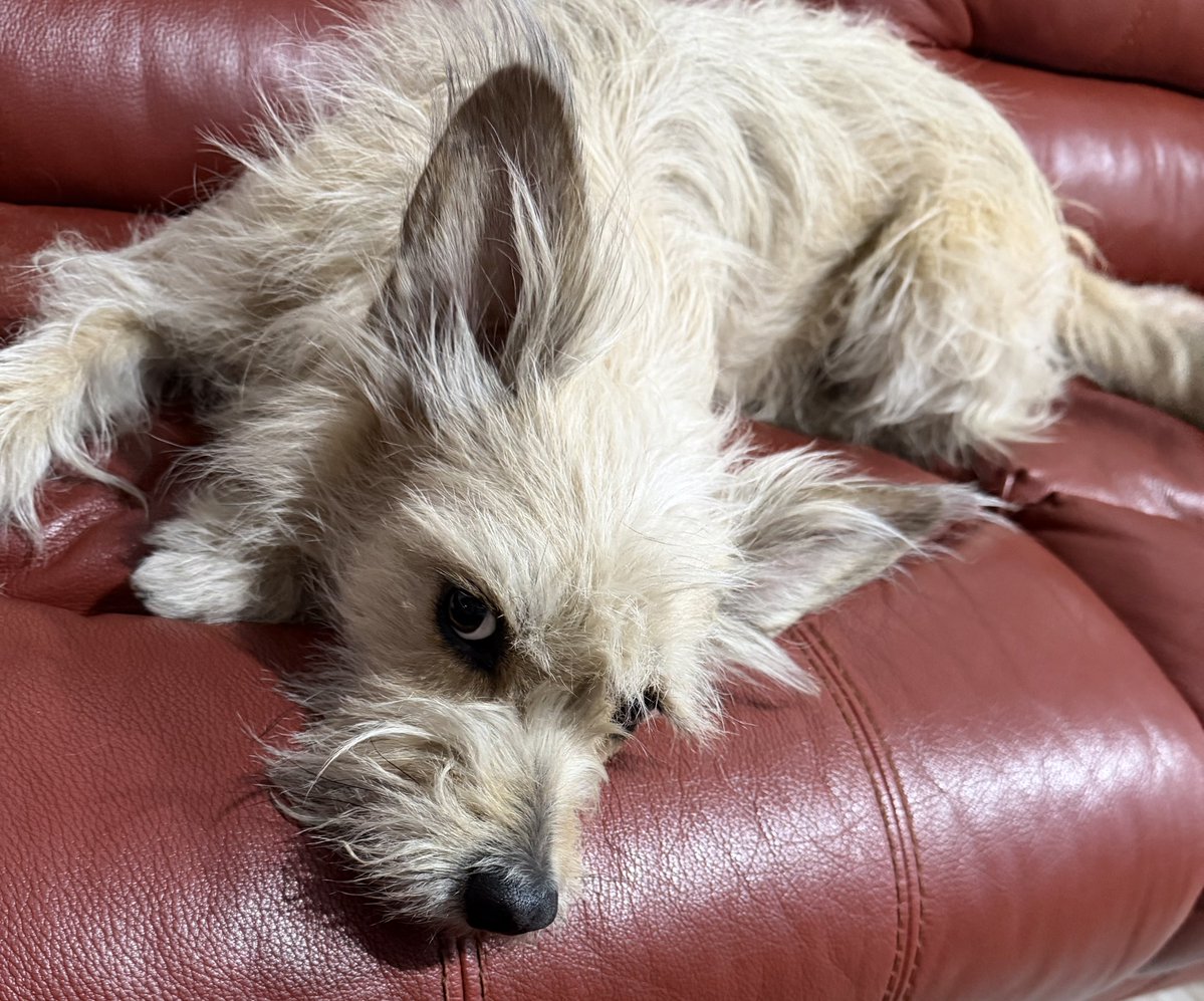 Doc de la viscera magna tweet media