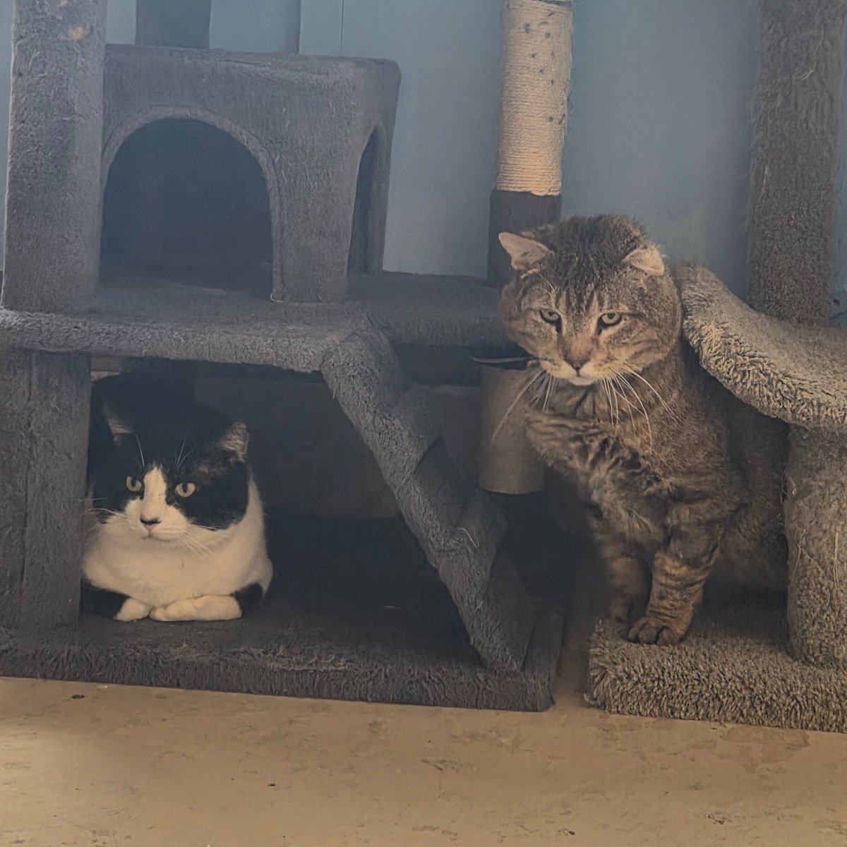 RappCats tweet media