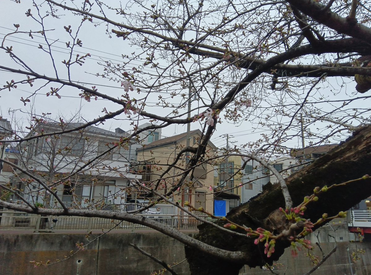 中板橋付近の桜の様子を毎日お届けします！
 
【2026年 #なかいたさくら便り】3月20日の桜

今日はしとしと雨模様。(´･ω･`) 桜さん、く(￣△￣)ノガンバレェェェ！！

なかいた さくらブログ
nakaita.com/sakura/
 
#さくら #sakura #中板橋 #石神井川 #桜 #桜祭り #花見