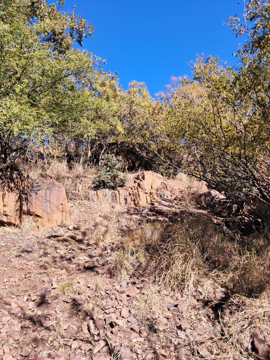 Marius Purcell tweet media