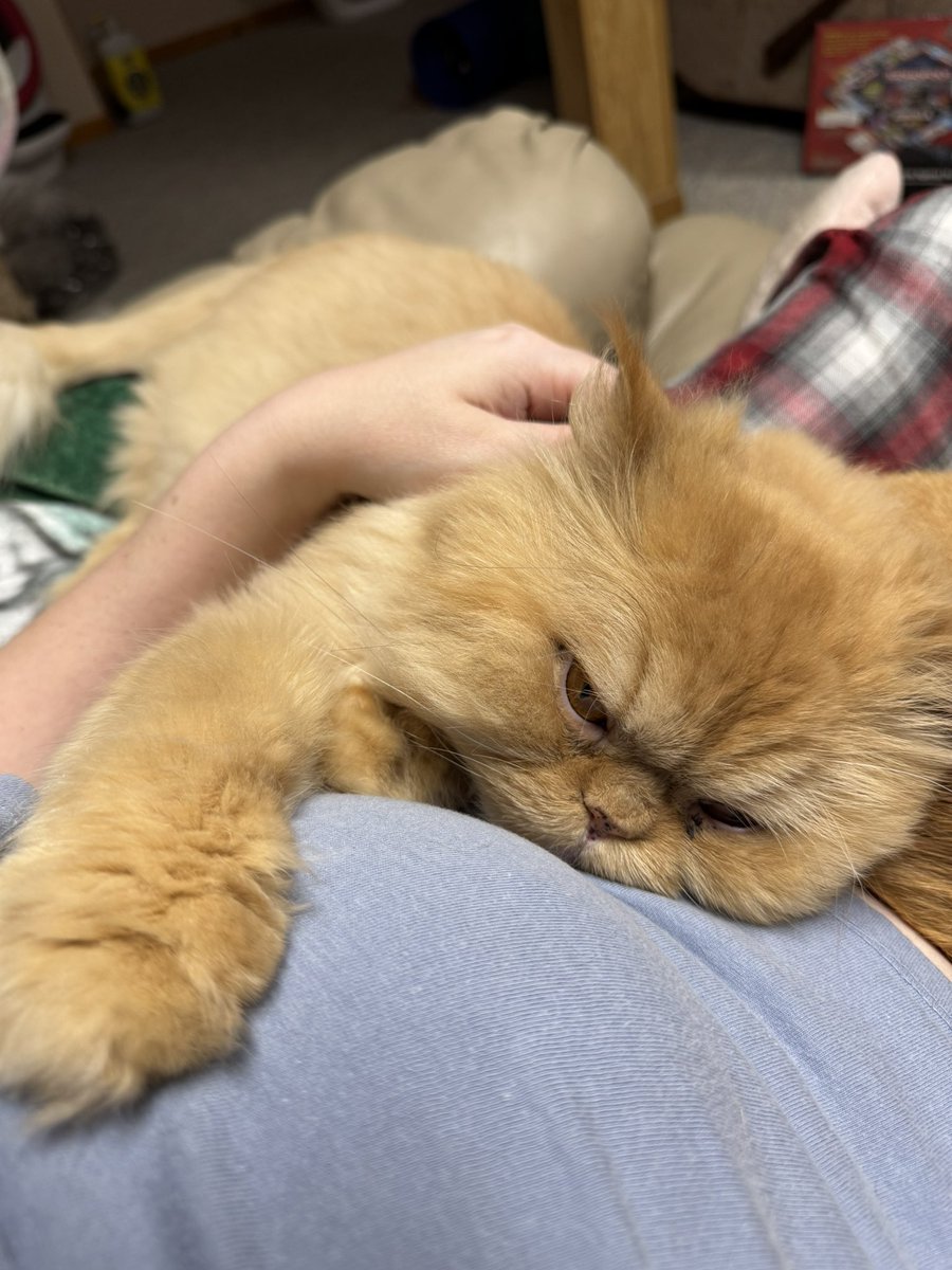 Pocket Volcanohausen tweet media