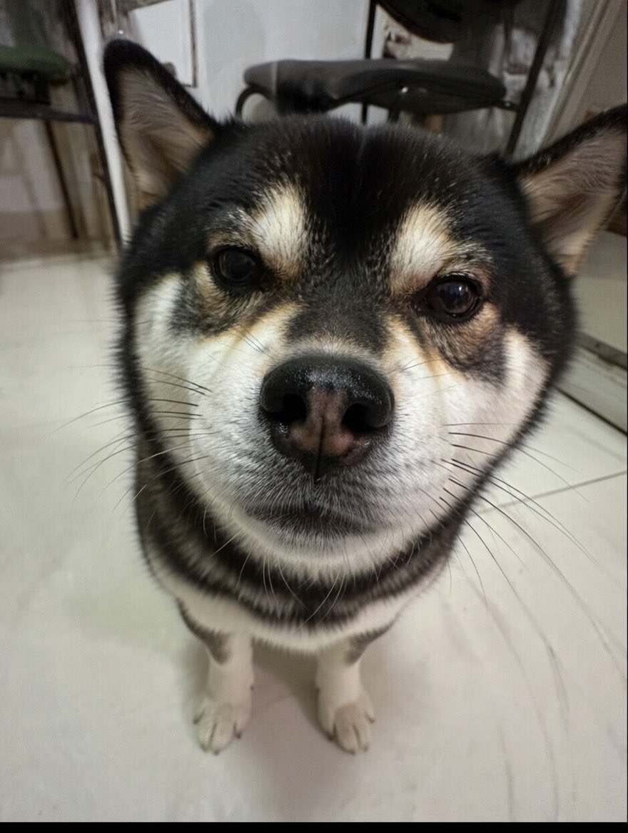 tibor.sui tweet media