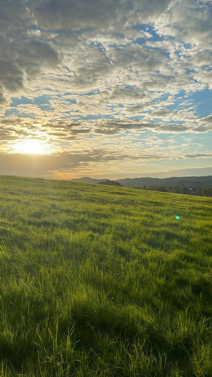 NekoZ🌊 tweet media