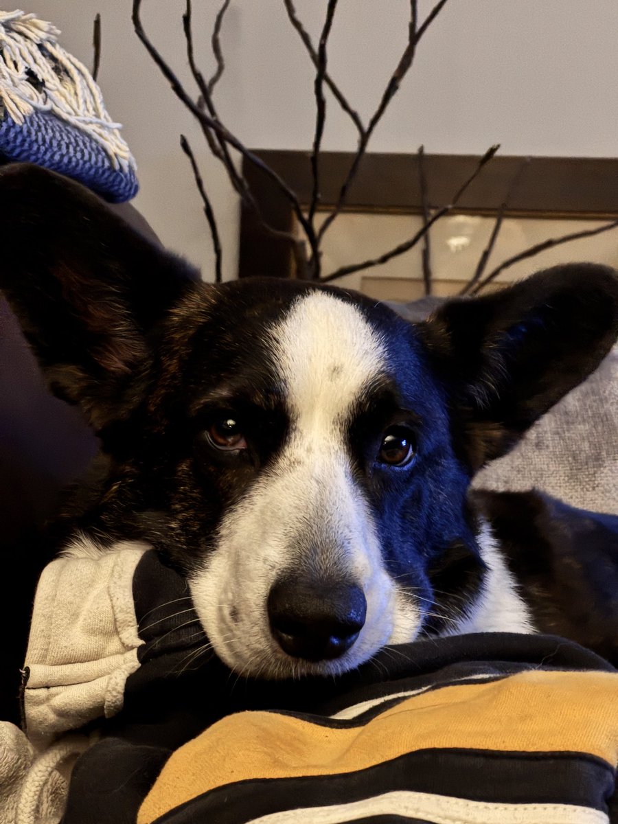 Christine D Peterson tweet media