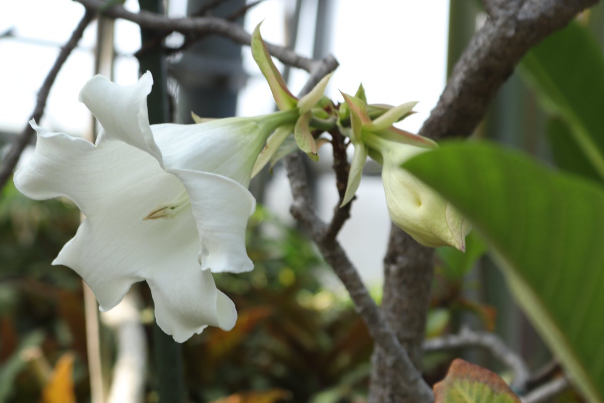 咲くやこの花館 tweet media