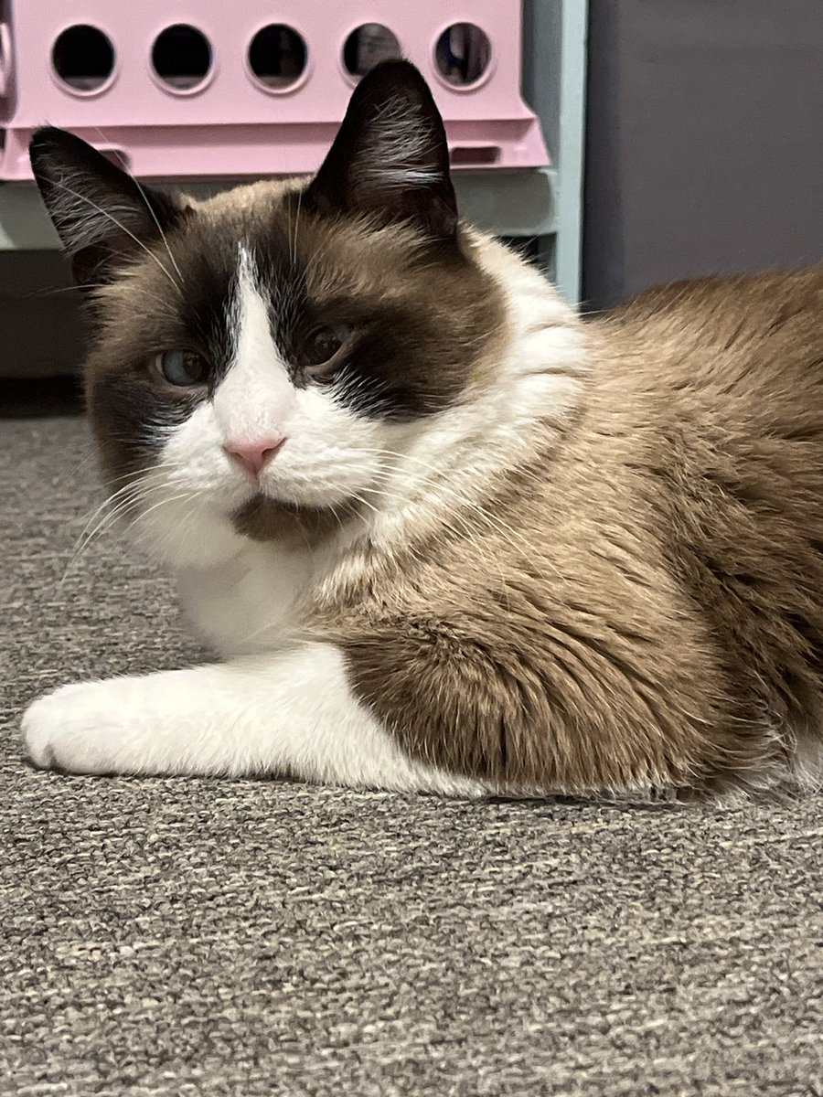 🧪💛✧˖° coalesnencense ✧˖°💜🧬 tweet media