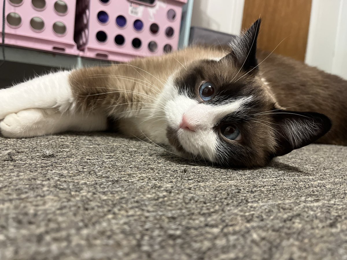 🧪💛✧˖° coalesnencense ✧˖°💜🧬 tweet media