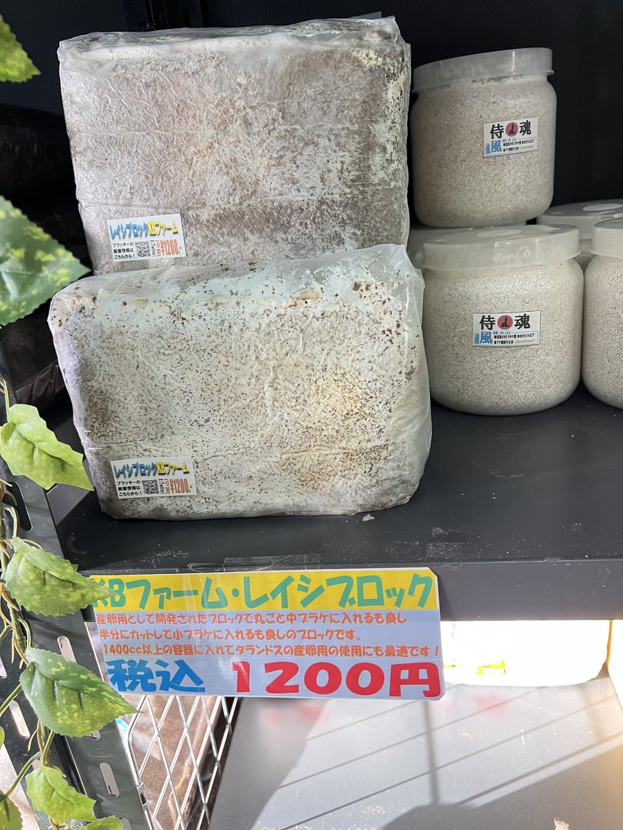 ブラッキー　クワカブ専門店 tweet media