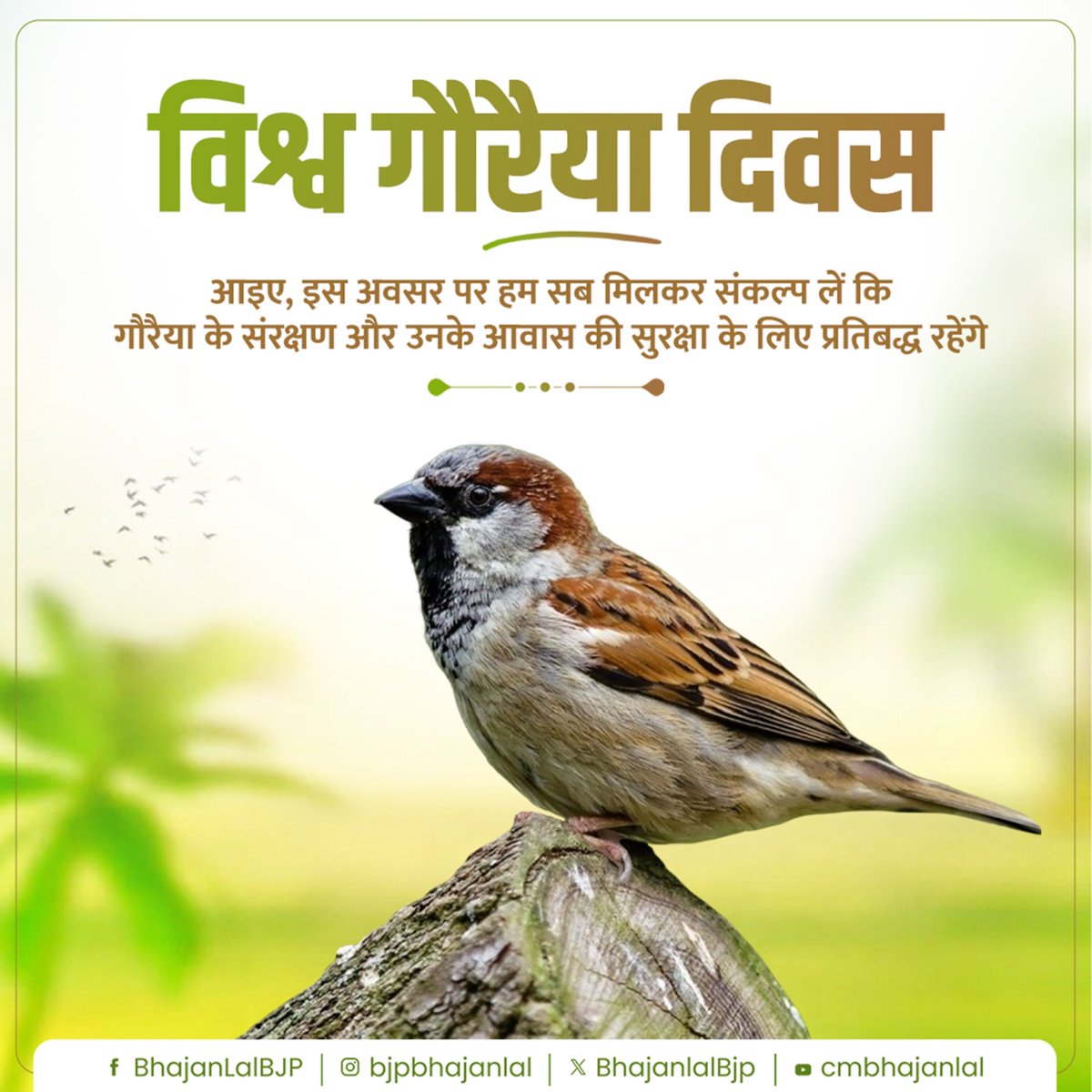 BhajanlalBjp's tweet photo. आँगन की गौरैया, घर की रौनक!

विश्व गौरैया दिवस के अवसर पर हम सब मिलकर संकल्प लें कि गौरैया के संरक्षण और उनके आवास की सुरक्षा के लिए प्रतिबद्ध रहेंगे। https://t.co/KZurTXmZHZ