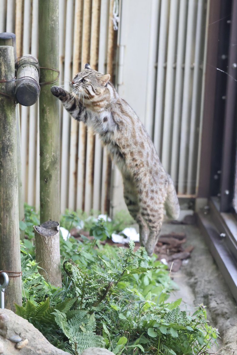 ケイ。 tweet media