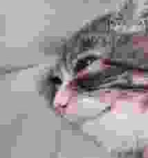 Hyacinth tweet media