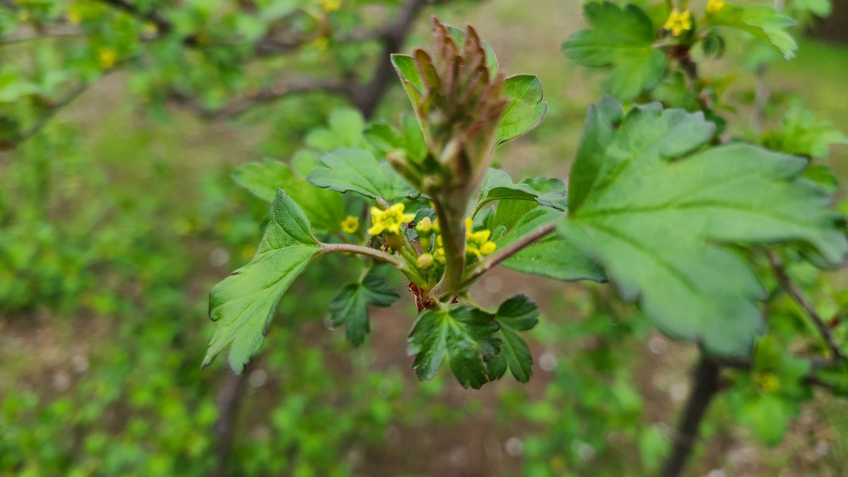 👼🏻ひーしゃんぴろりろりん👼🏻 tweet media