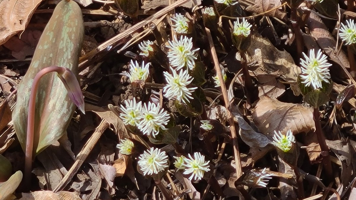 👼🏻ひーしゃんぴろりろりん👼🏻 tweet media