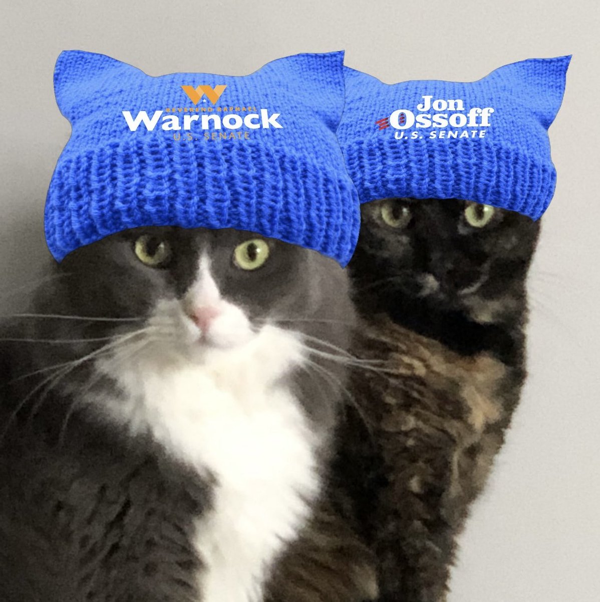 RealMonkeyTheCat 🐾💙🐸📎 tweet media