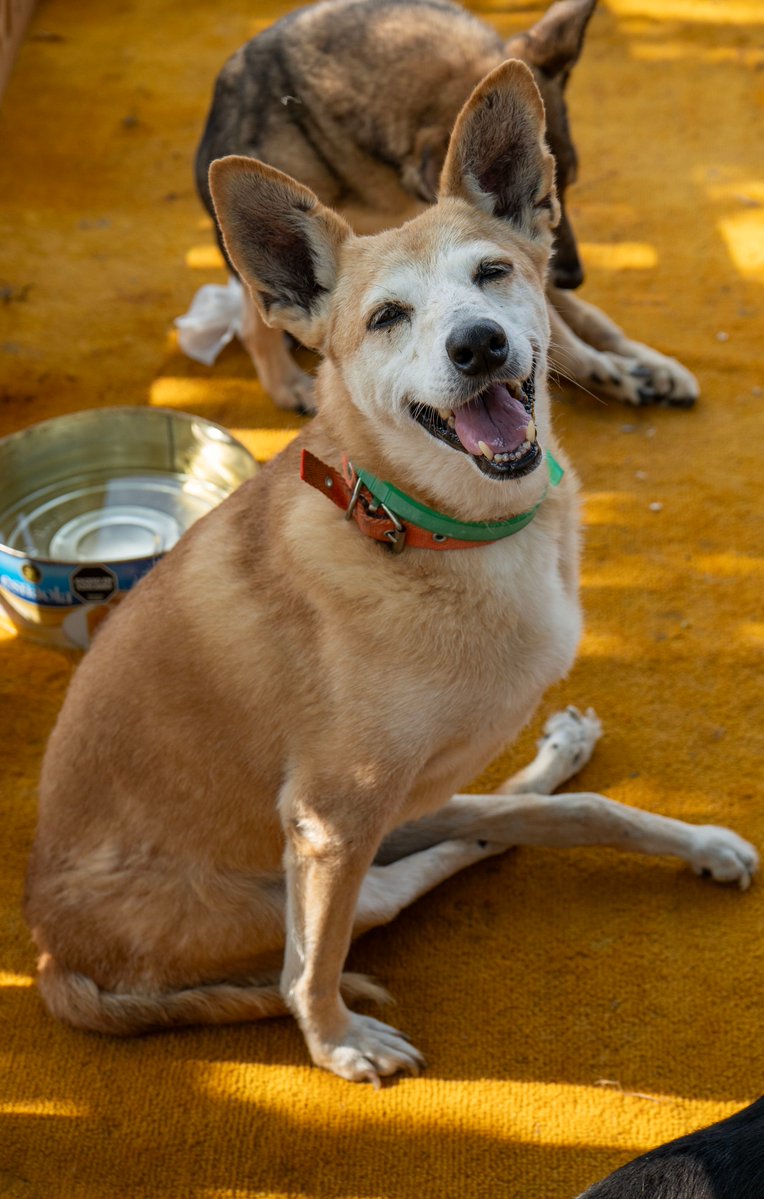 Adopciones Quilmes tweet media